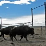 A Thanksgiving Jail Visit, An Innocent Man, And Digging for Evidence on 800 Acres