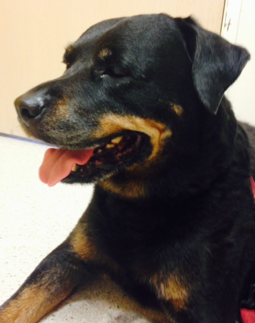 Our canine investigator Aretha (image copyrighted)