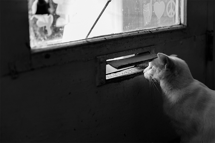 Cat Peeking Thru Mailbox Slot Gratisography credit to Ryan McGuire pubdomain.jpg