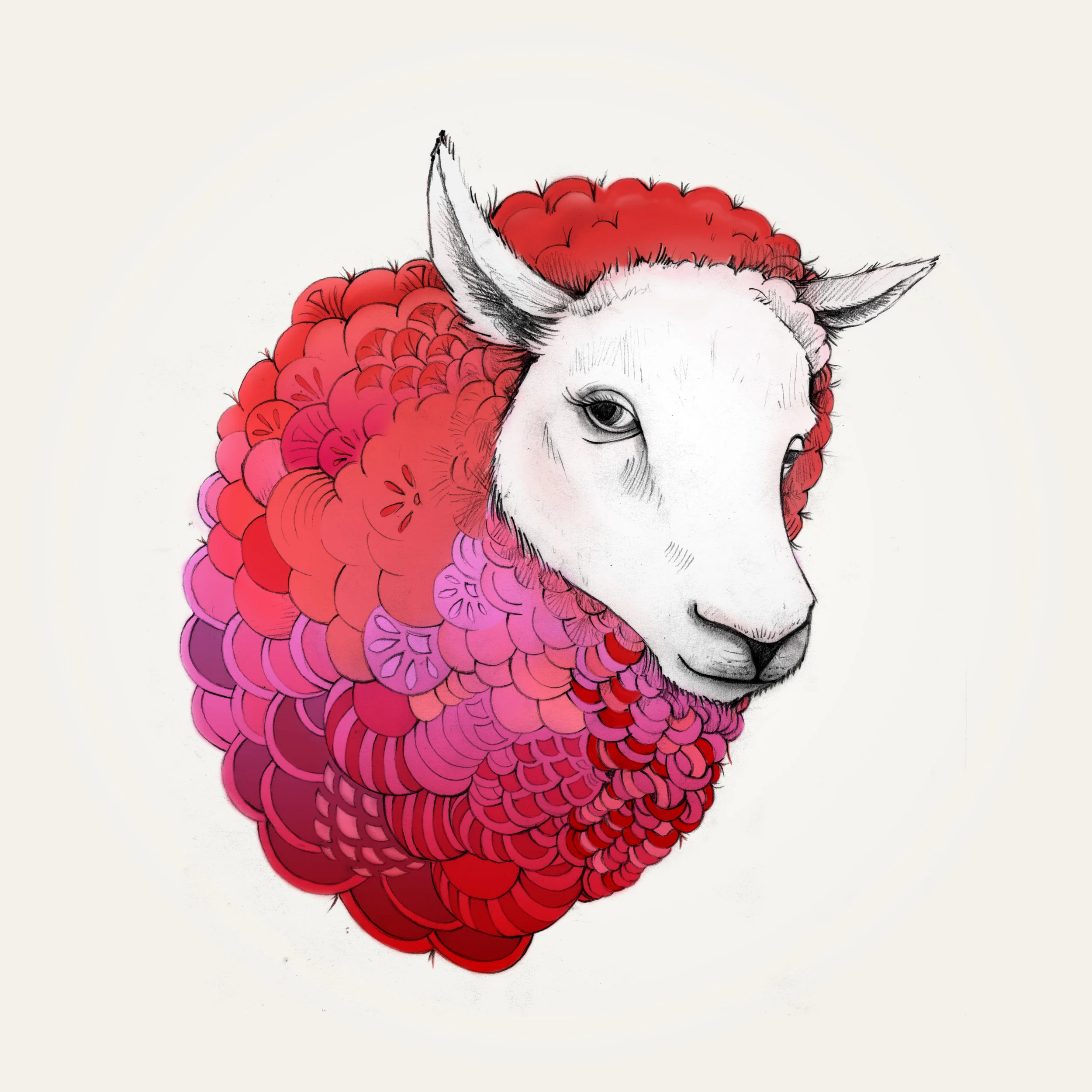 Sheep_01.jpg