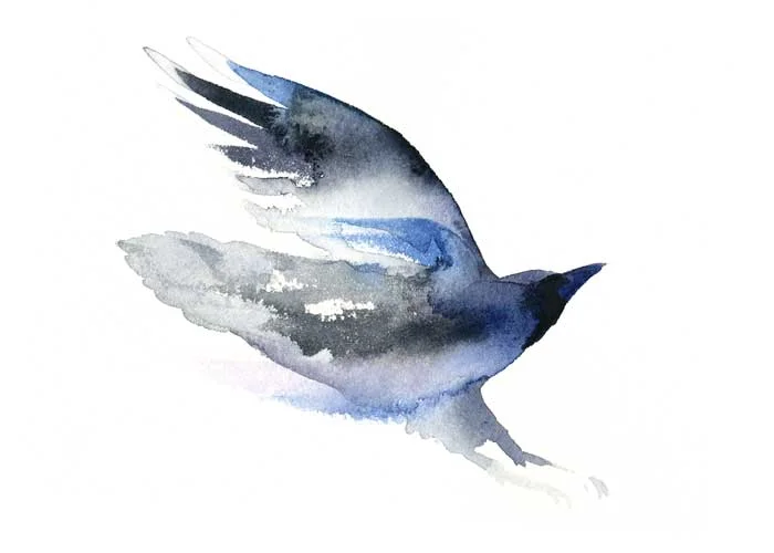 Watercolor Raven Landing