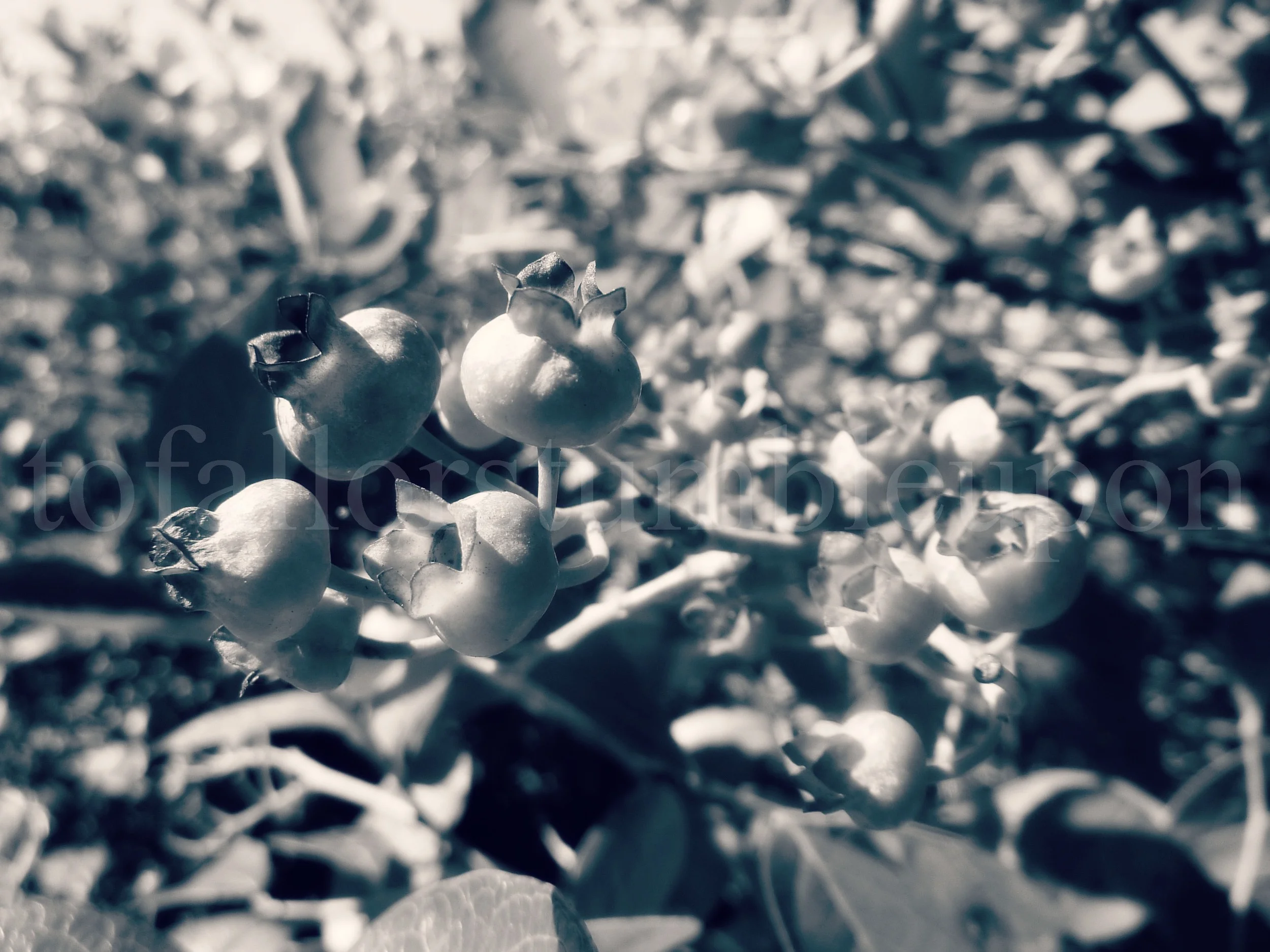 P1210790 edit 1.jpg