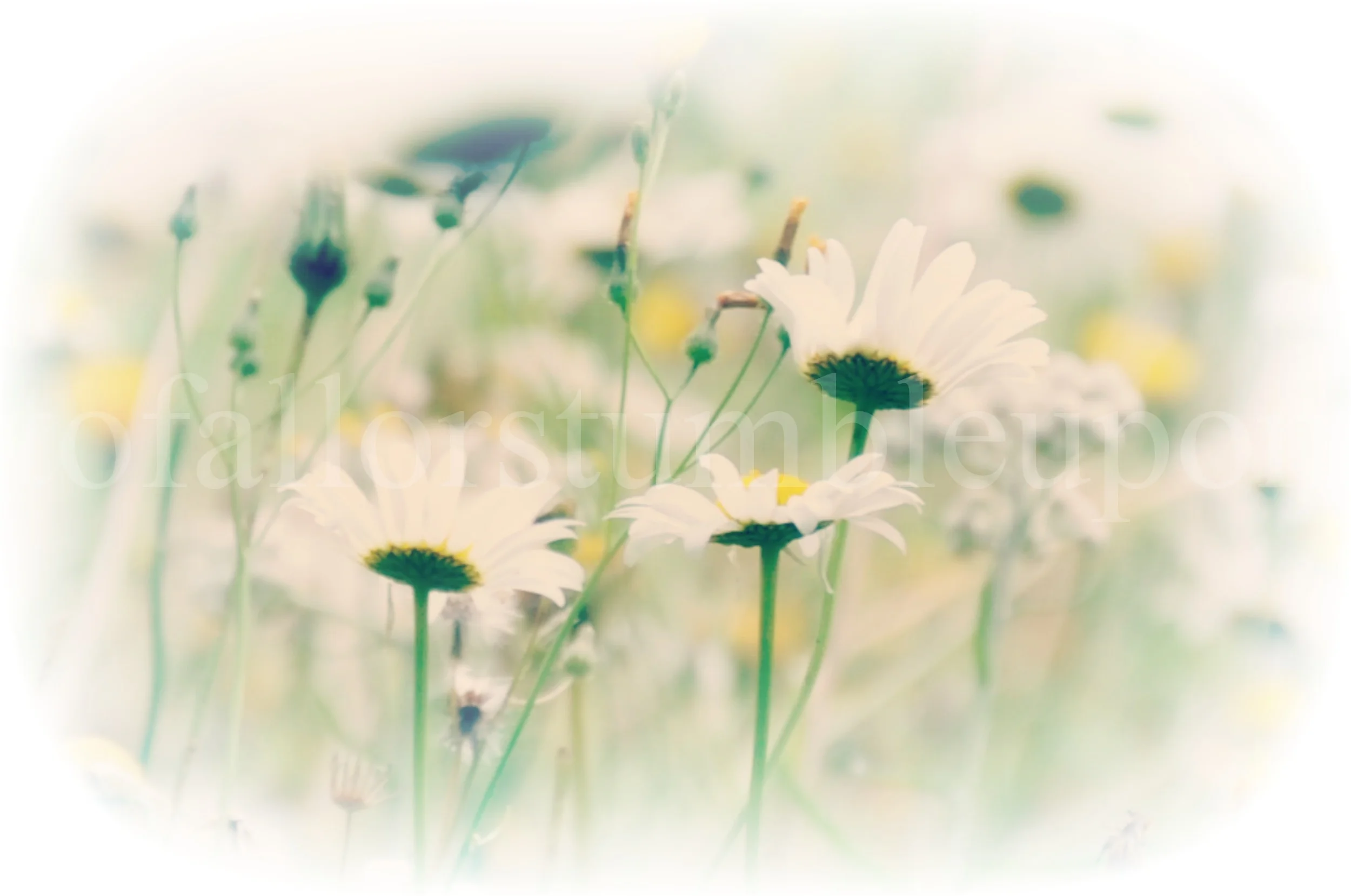_DSC6138 edit 3.jpg