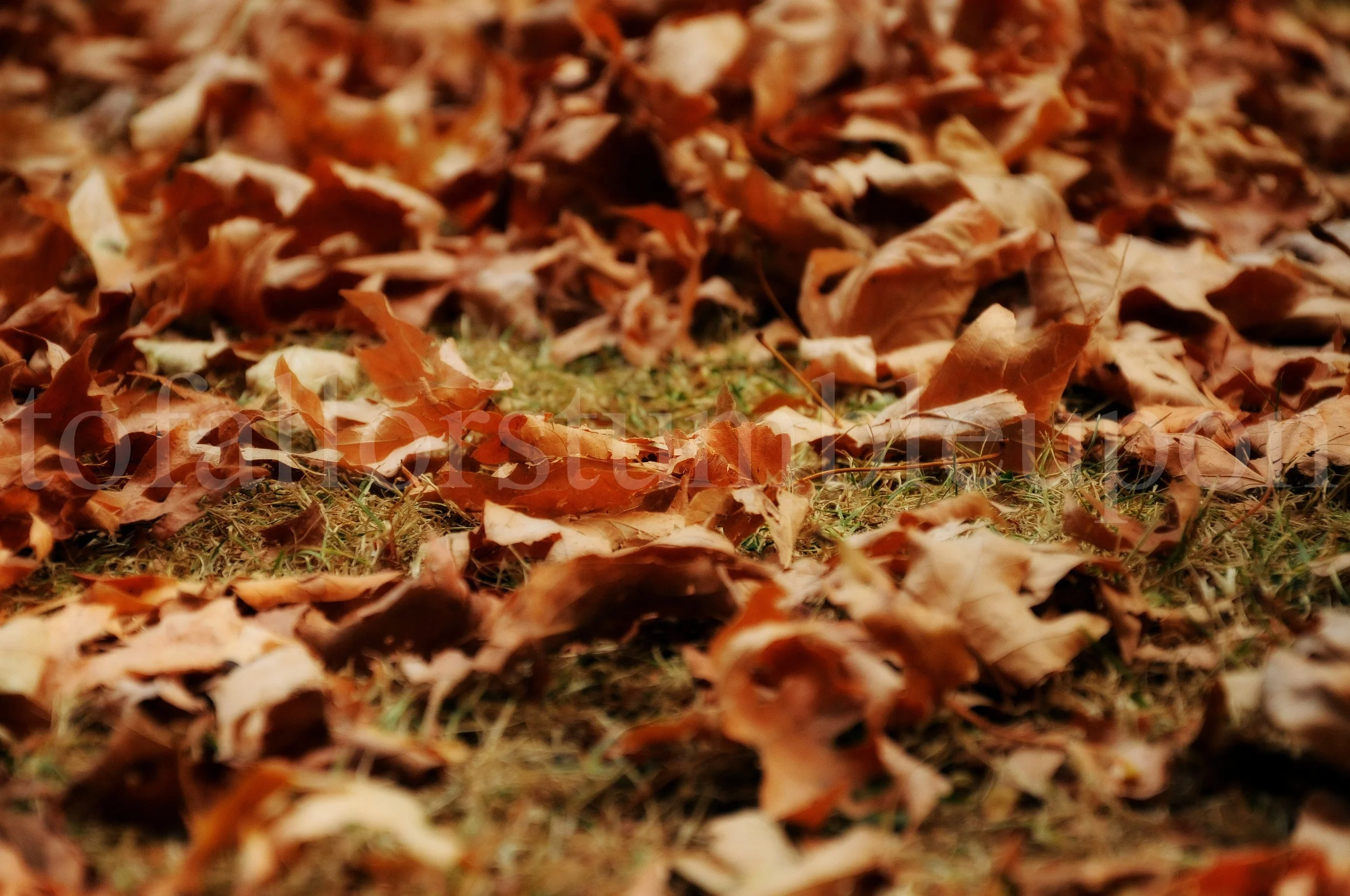 _DSC5521 edit 2.jpg