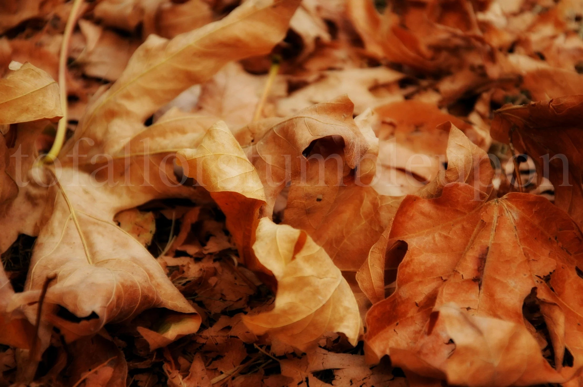 _DSC5531 edit 2.jpg