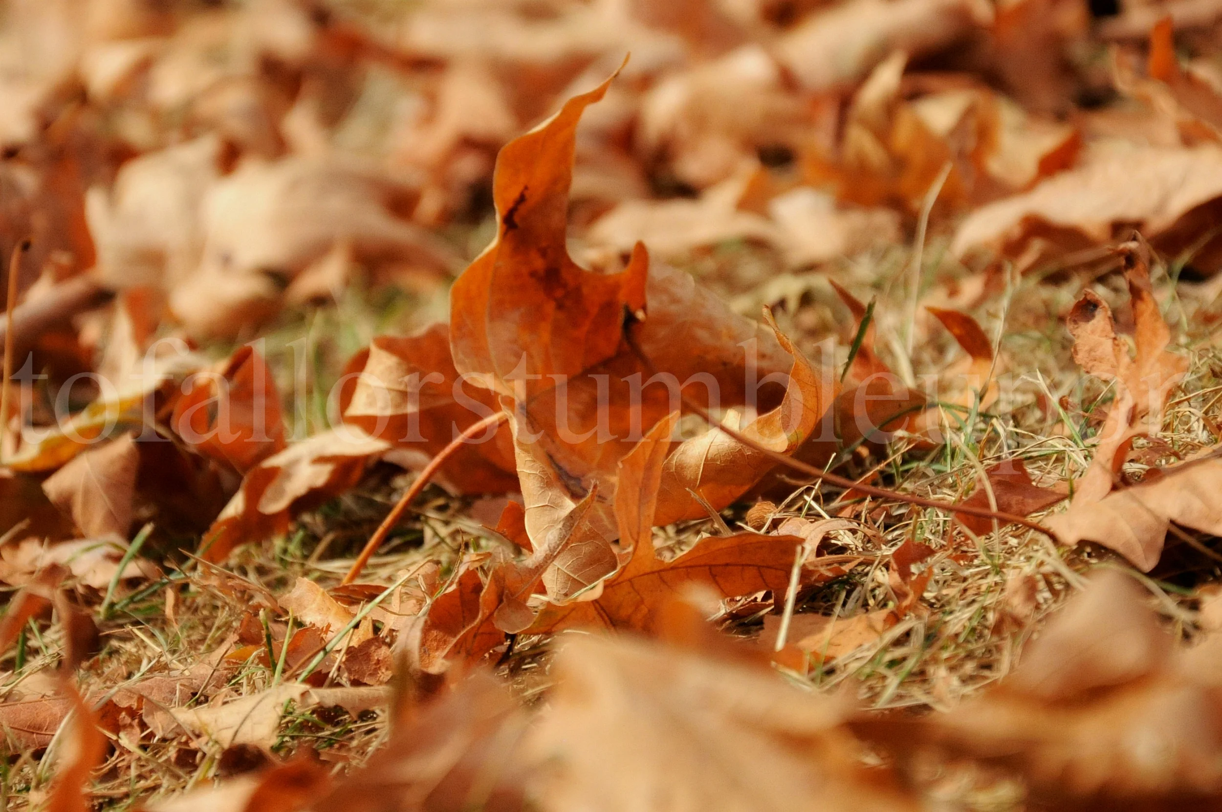 _DSC5561 edit 2.jpg
