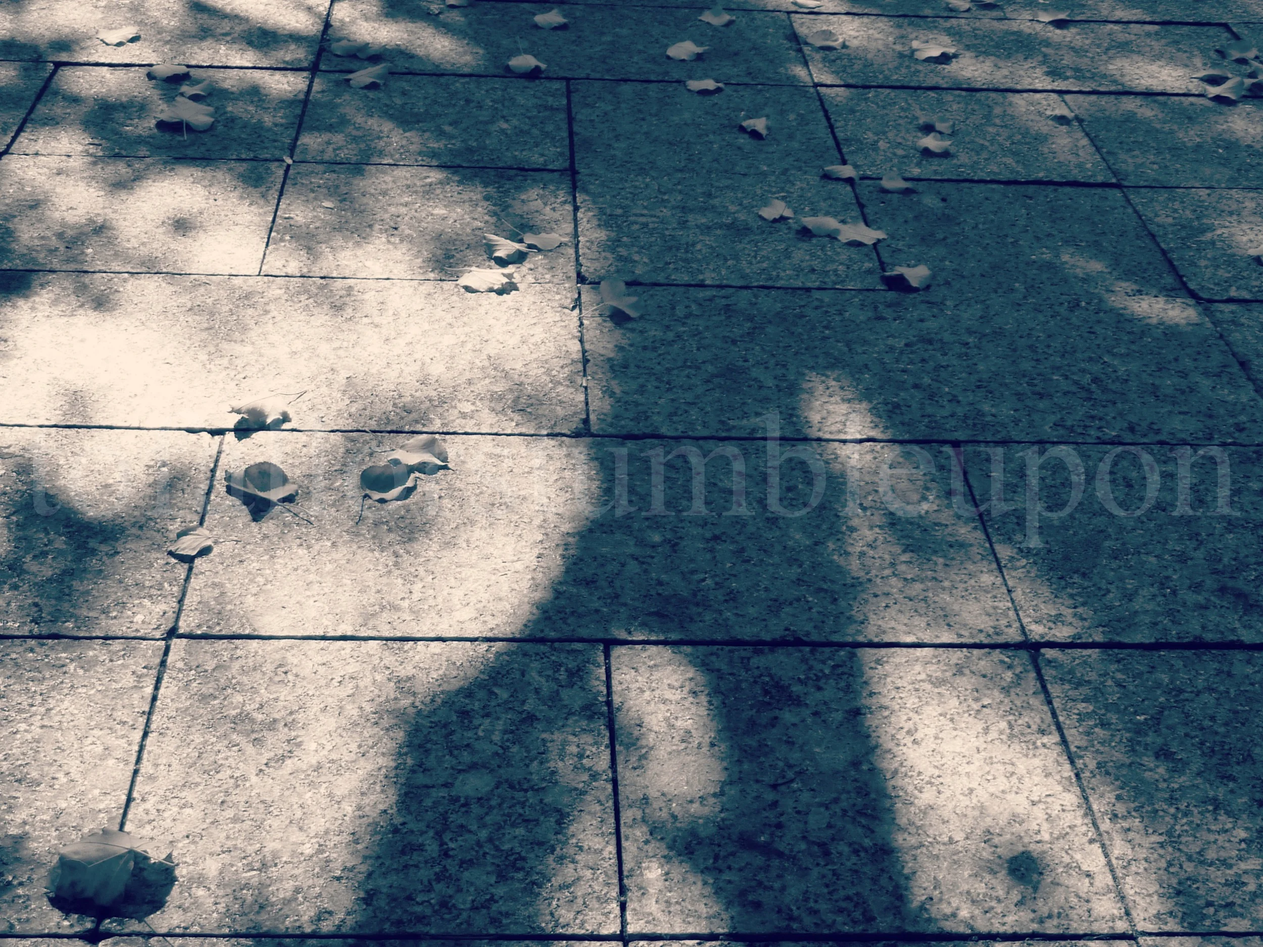 P1290998 edit 2.jpg