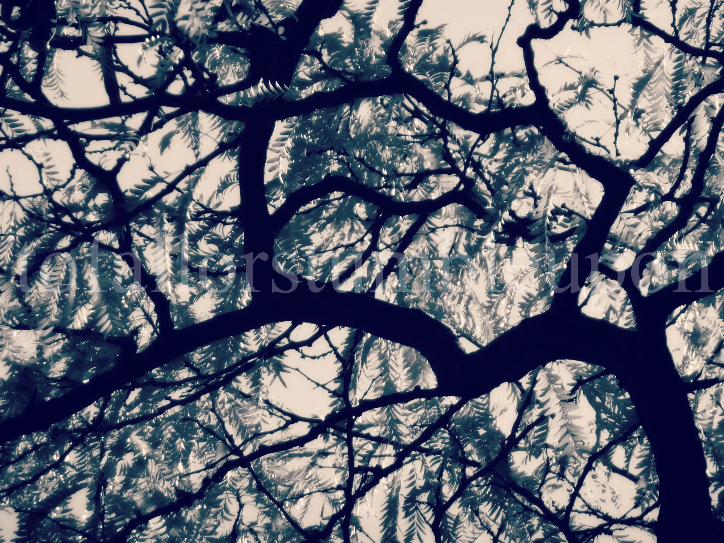 P1300021 edit 2.jpg