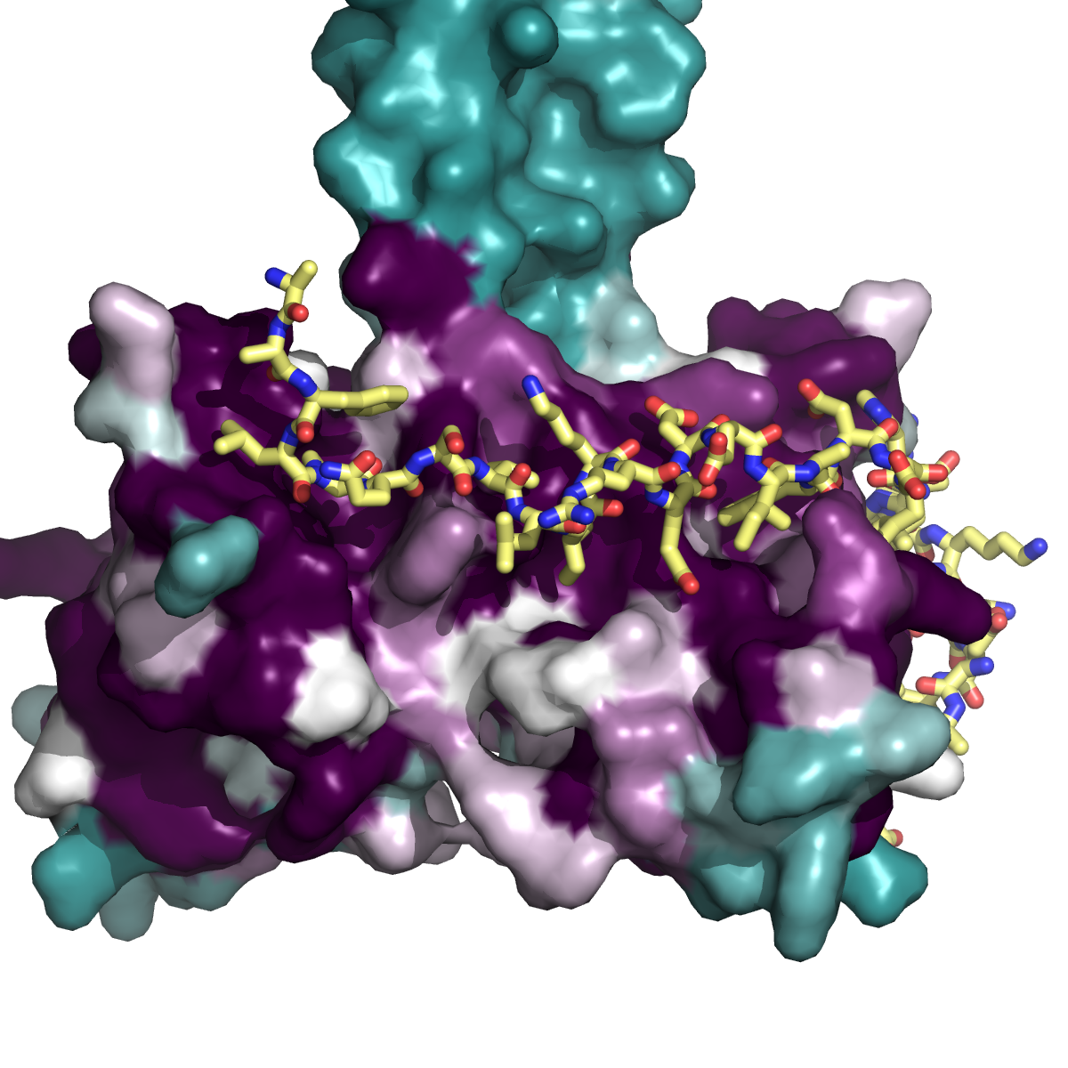 Budding-yeast Csm1:Mam1