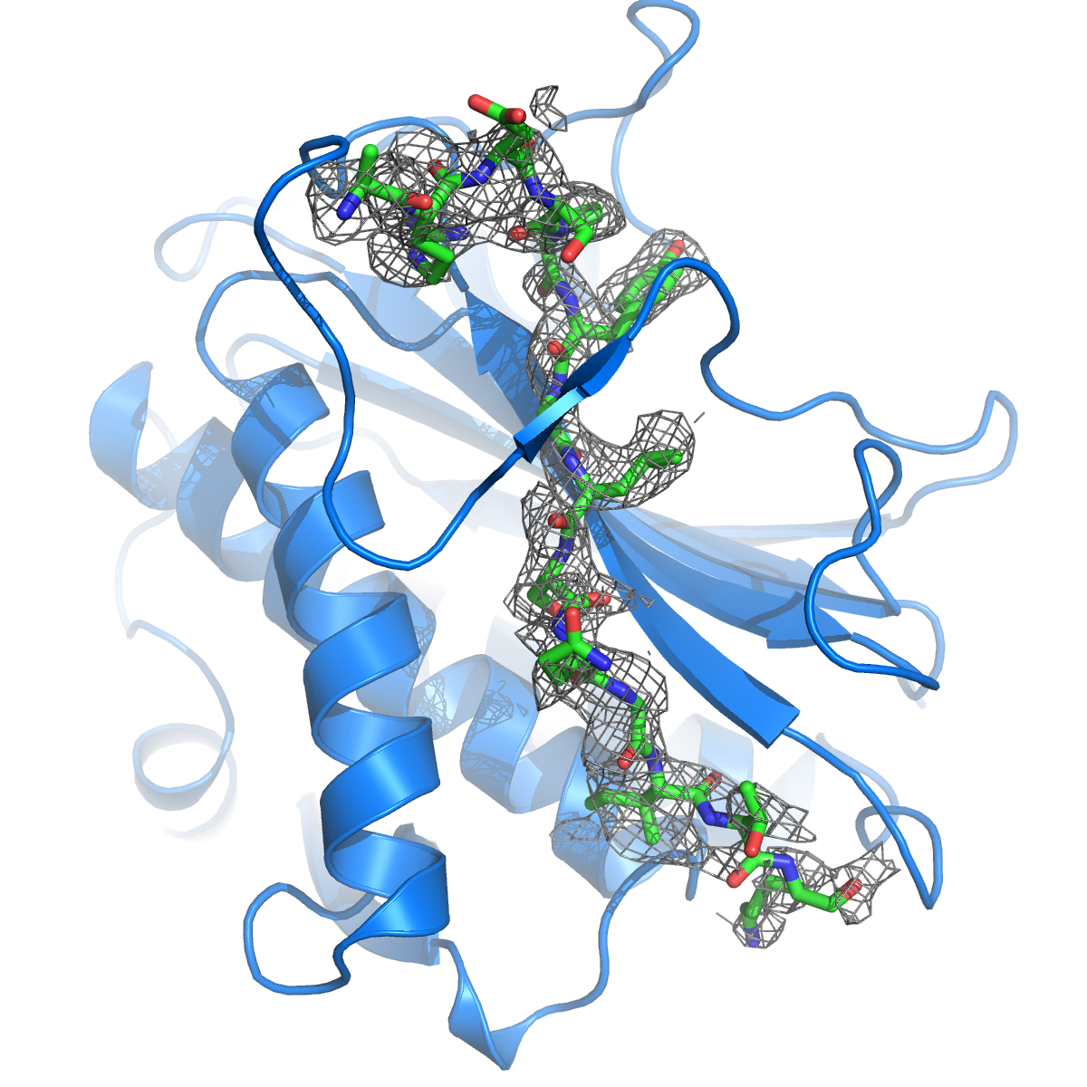 C. elegans HTP-1