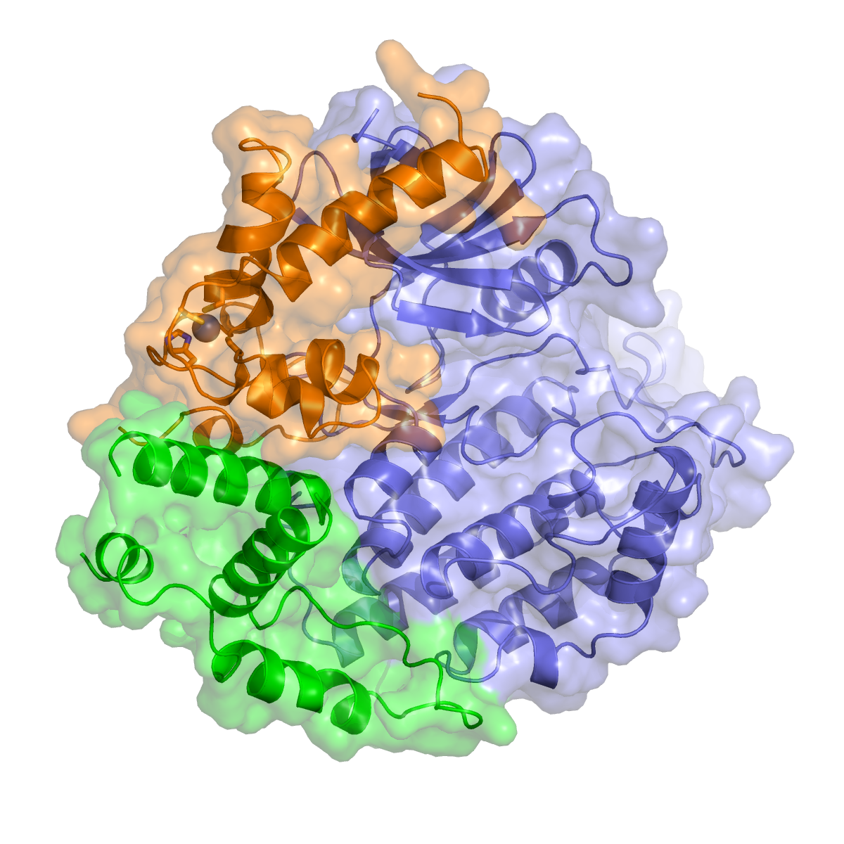 Budding-yeast Mam1:Hrr25