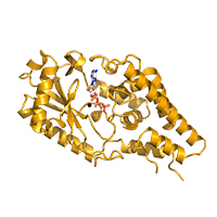 P. aeruginosa CdnD