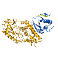 P. aeruginosa CdnD:HORMA2