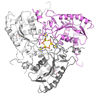 E. coli NucC