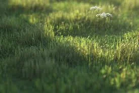 CG Grass