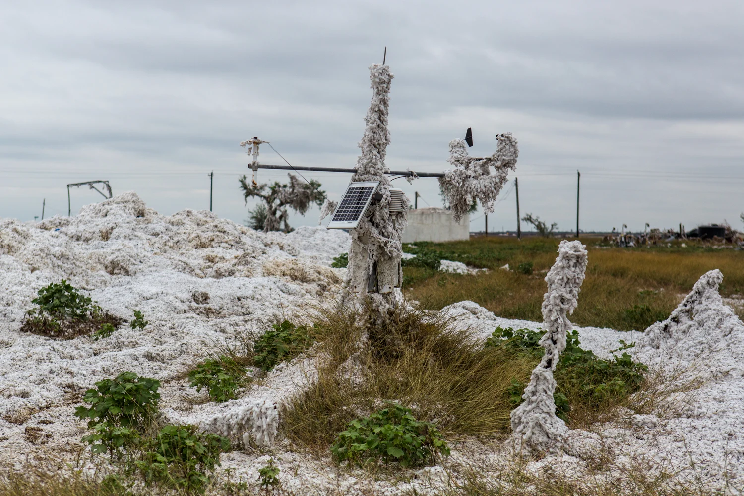 Cotton damaged from Hurricane Harvey blankets a weather station in Bayside, Texas. Nov. 9, 2017.