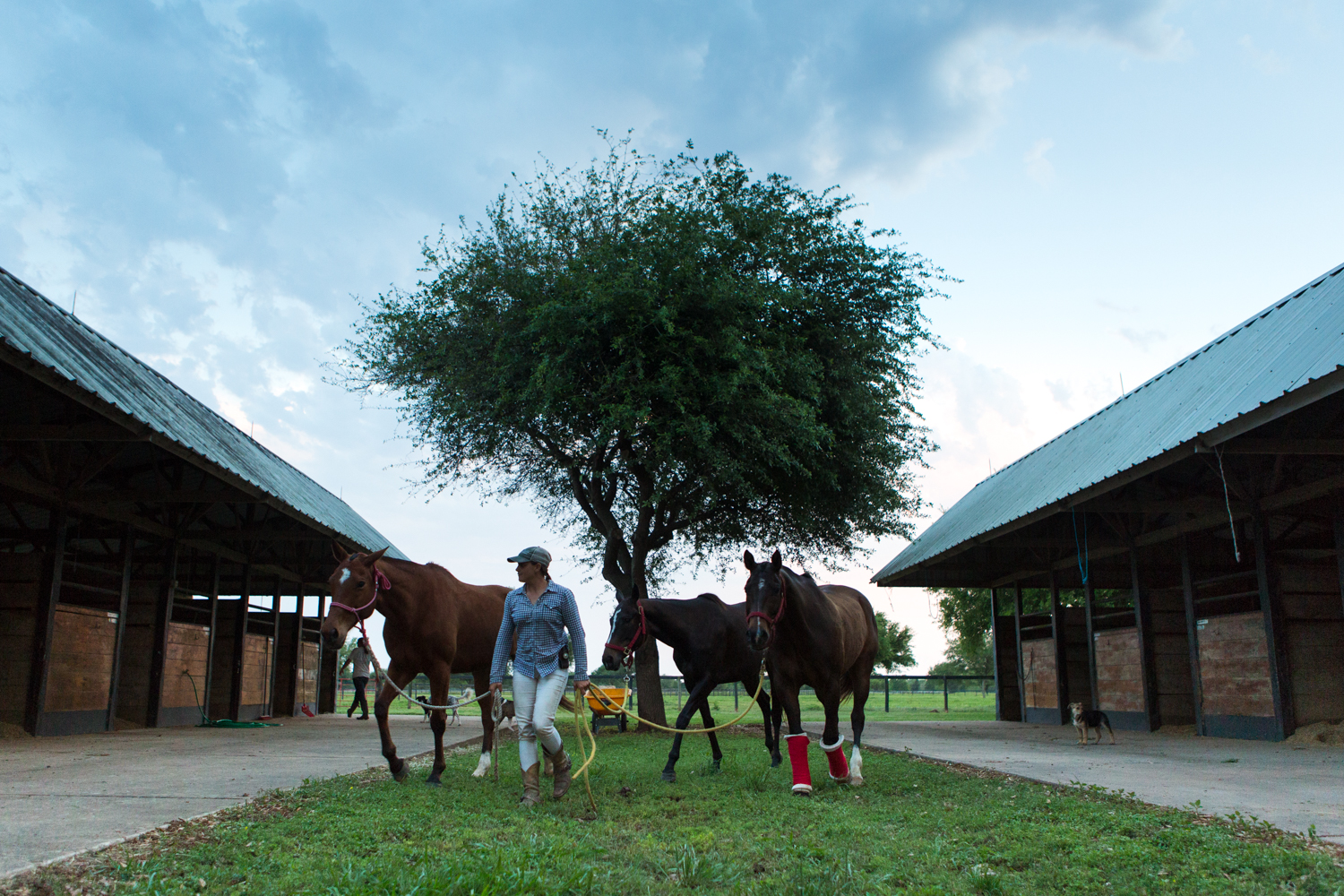 Hudspeth leads the horses out to the pasture at the end of the day. She works with the horses from sunrise to sunset six days a week.