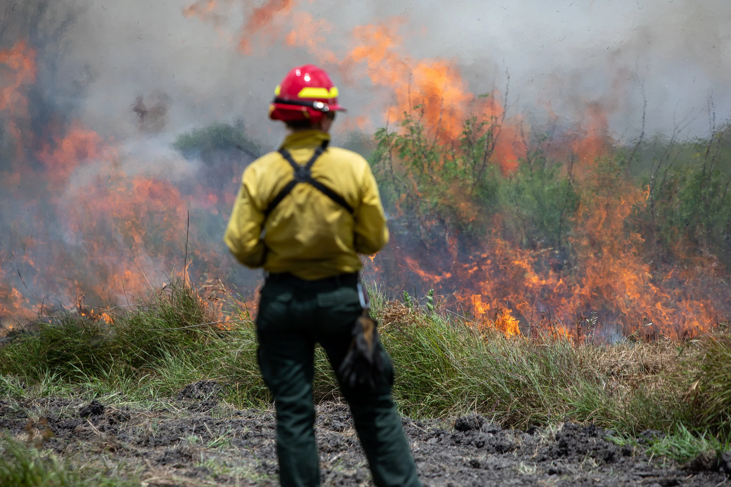  Fire Boss Ashley Samberson looks at the flank fire during a prescribed burn at Aransas National Wildlife Refuge in Austwell, Texas on Wednesday, Aug. 7, 2019.  