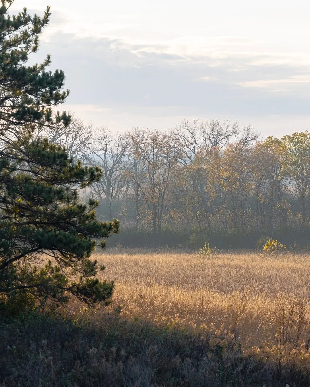 Sunday morning. Muted fall colors and goats at work.