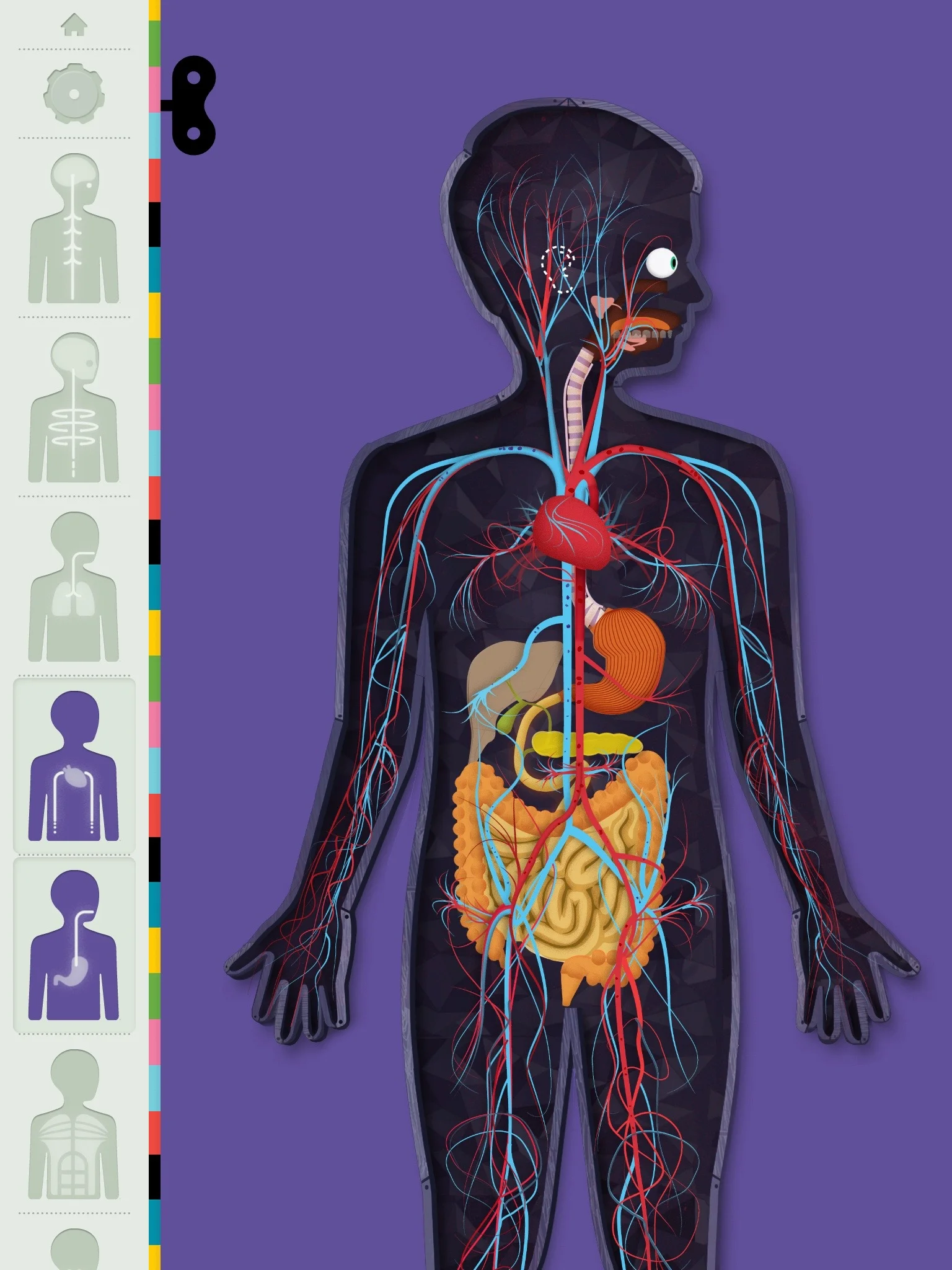 The Human Body