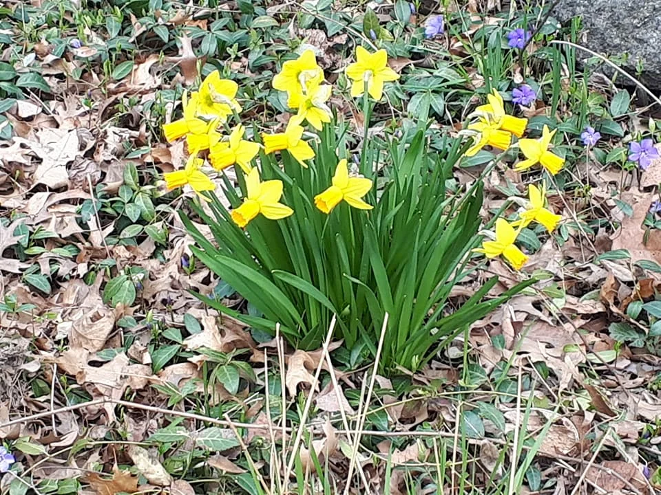 The promise of Spring is ahead.