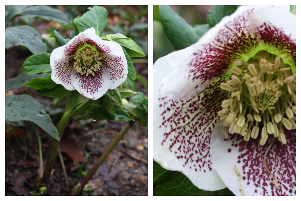 hellebore 6.png
