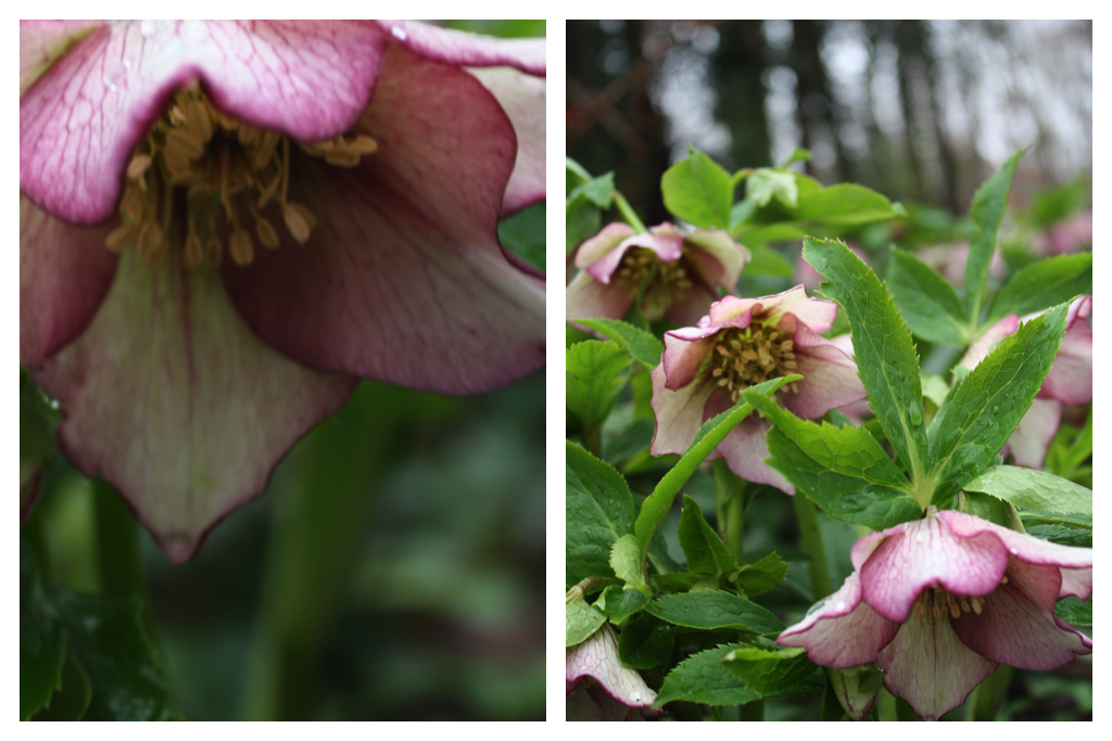 hellebore 5.png