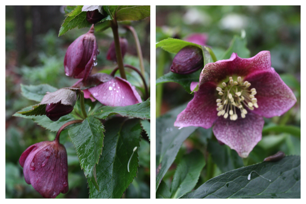 Burgundy Hellebore.png