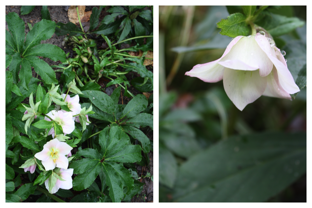 hellebore 7.png