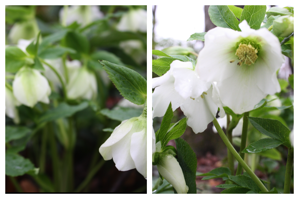 white hellebore.png