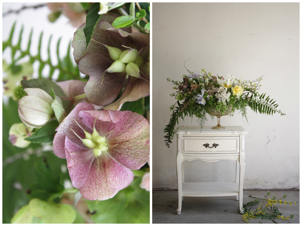 spring hellebores.png
