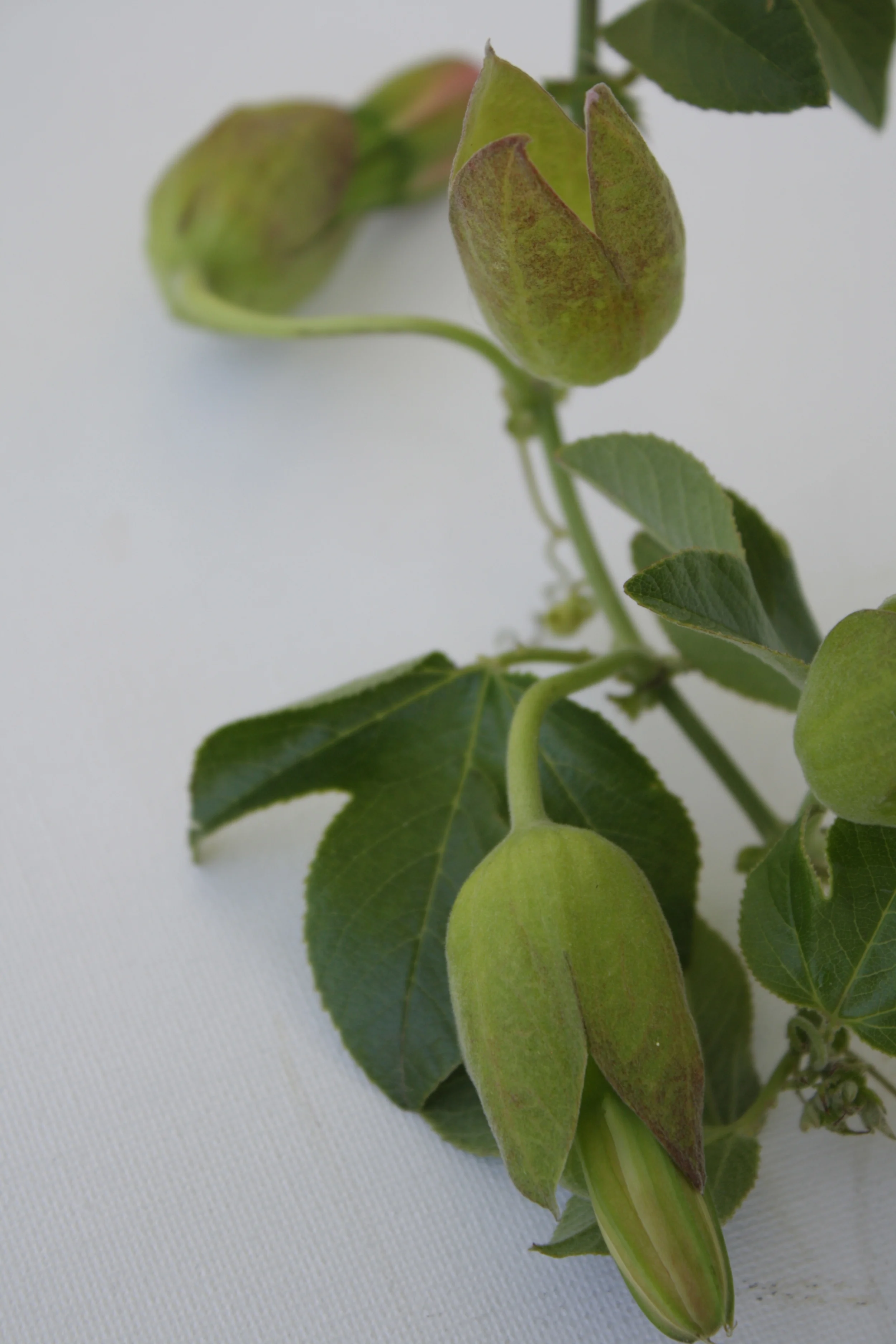 passionvine.jpg