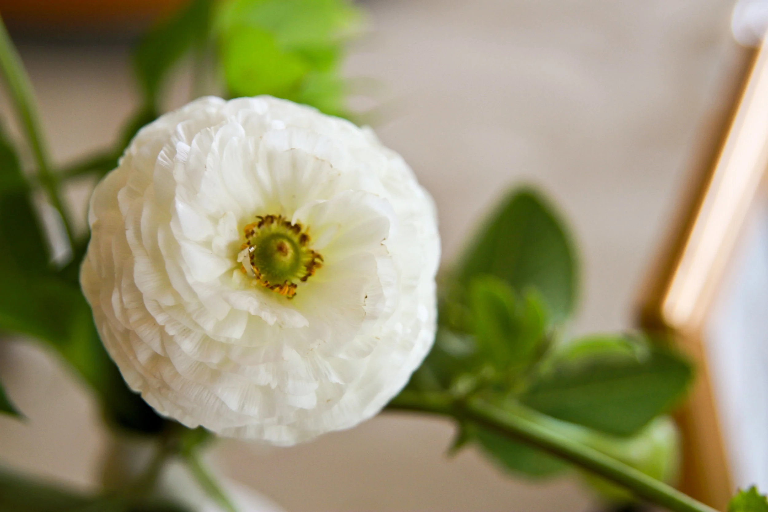Ranunculus.jpg