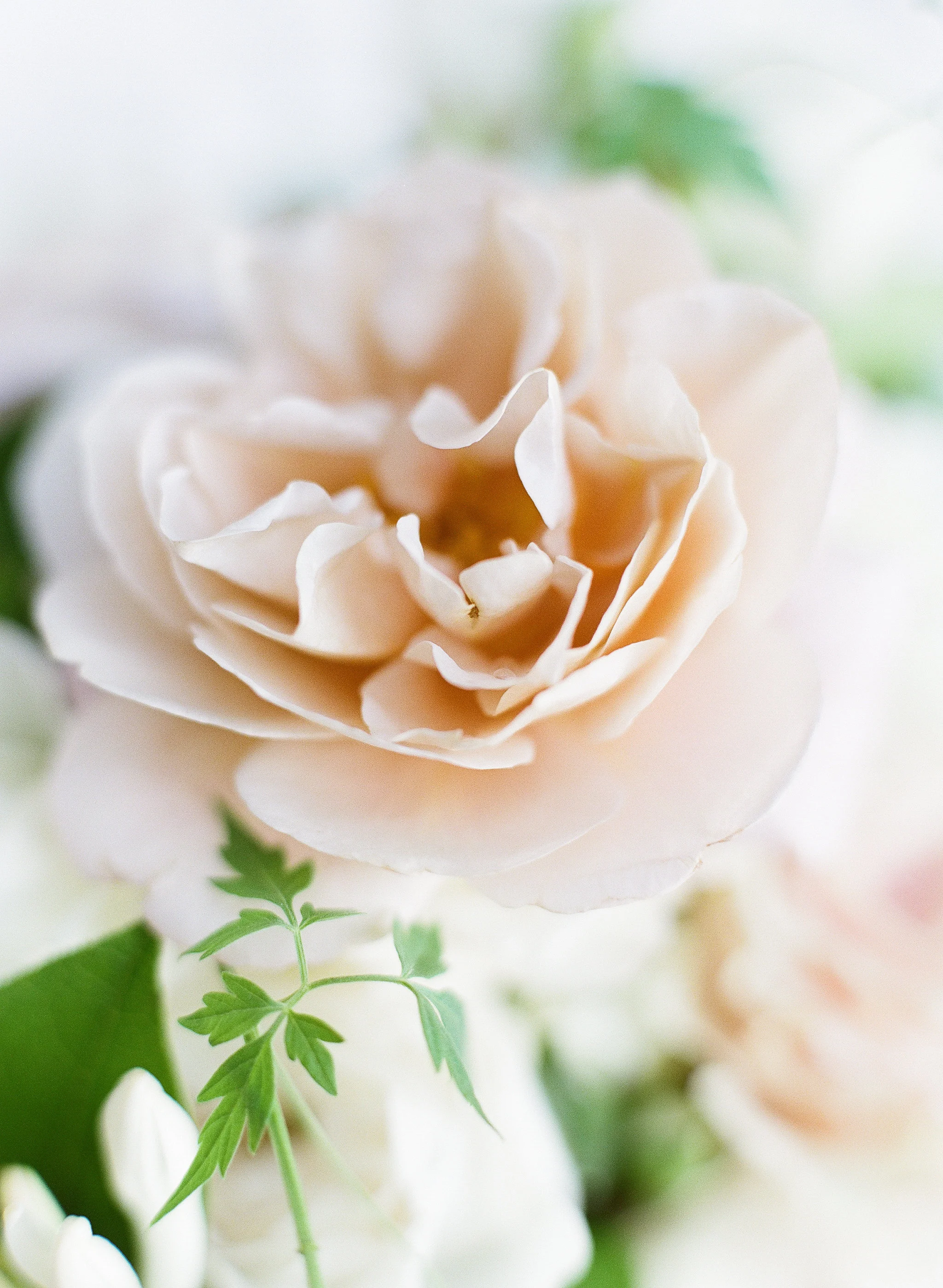 Almond Leaf Studios_Mass_Biltmore17.jpg