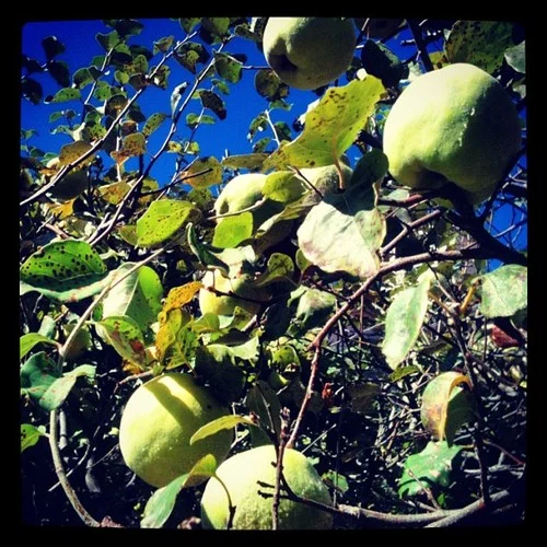 Apples