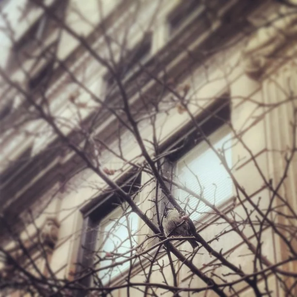 Puffy little birds get ready for tree blossoms...