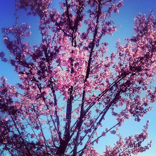 The first flowering tree of the year shows off...