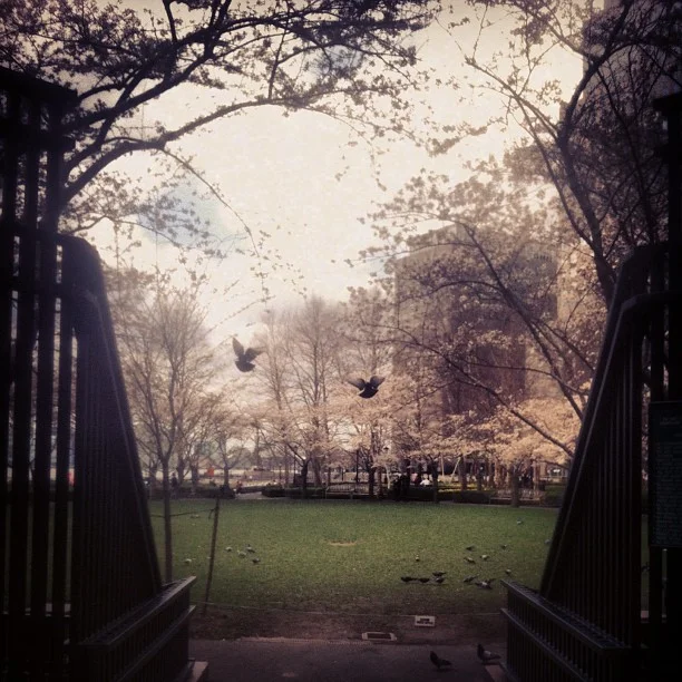 Cherry Blossoms in Battery Park City...
