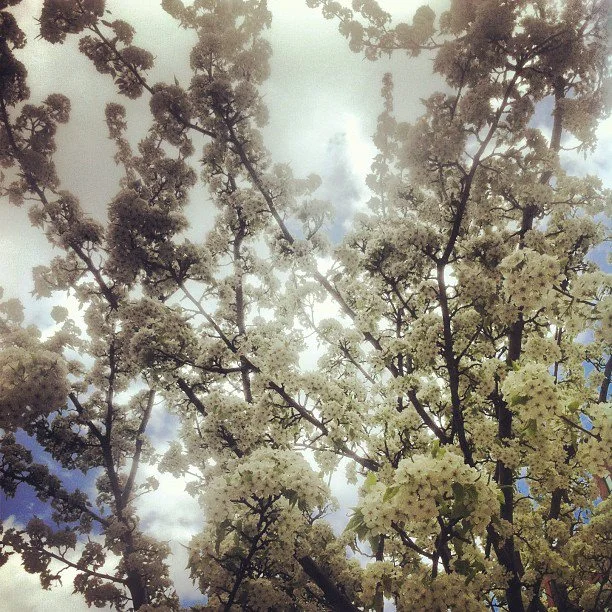 Flowering trees are only in bloom for a short time...