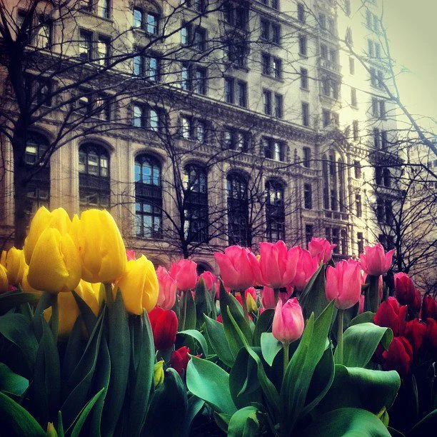 Tulips make the appearance in full color...