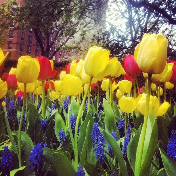 Spring is a symphony of colors... and truly lovely! 