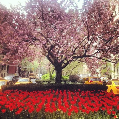 Tulips and flowering tress on Park Avenue, East 70's