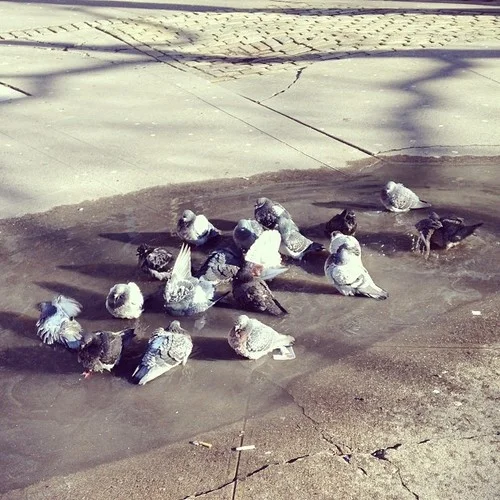 Pigeon Spa, NYC. By Kari Hansbarger