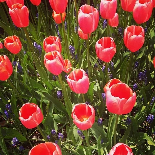 Tulips in Battery Park City, NYC, by Kari Hansbarger
