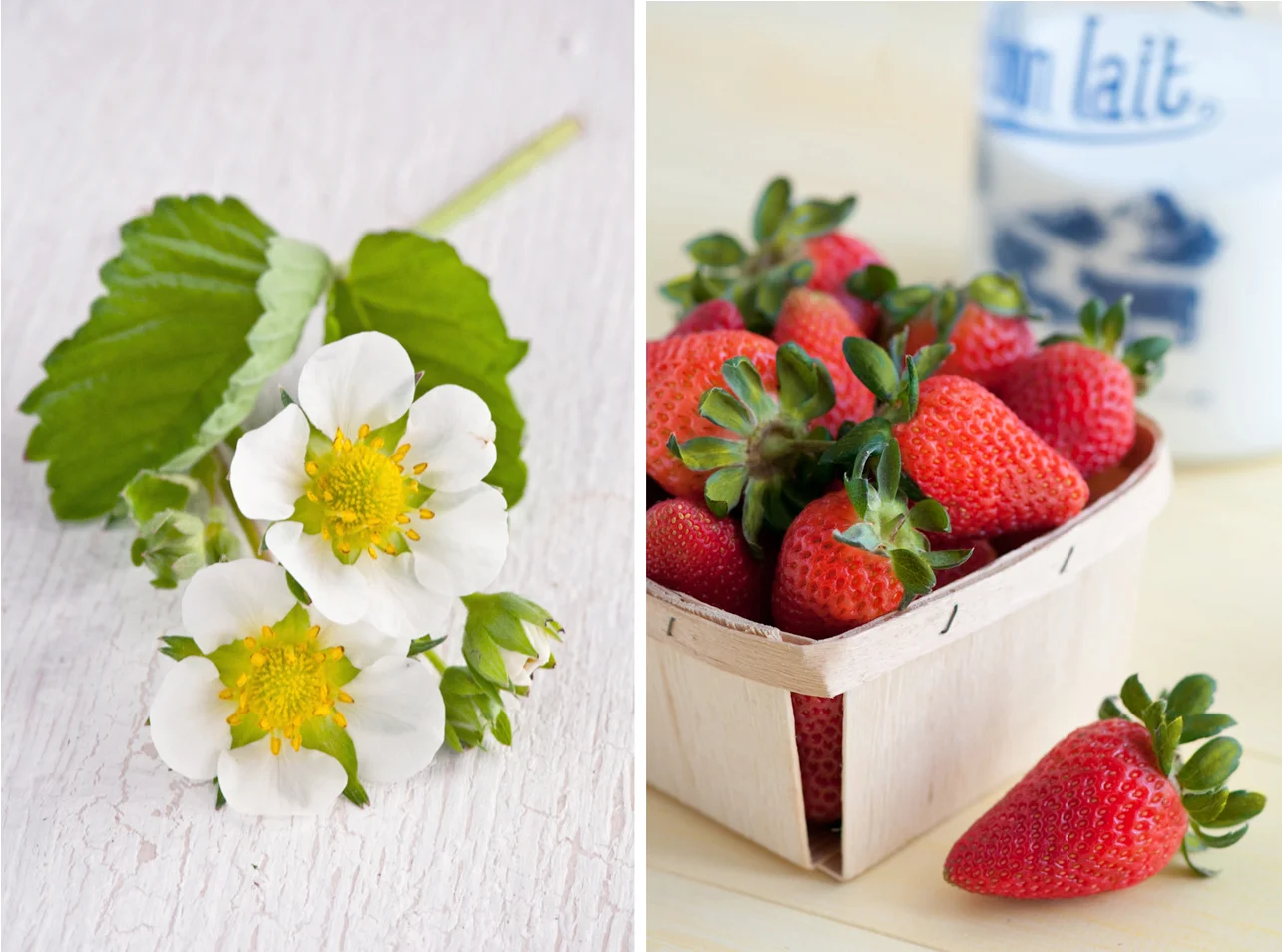 strawberry blossom and quart of berries