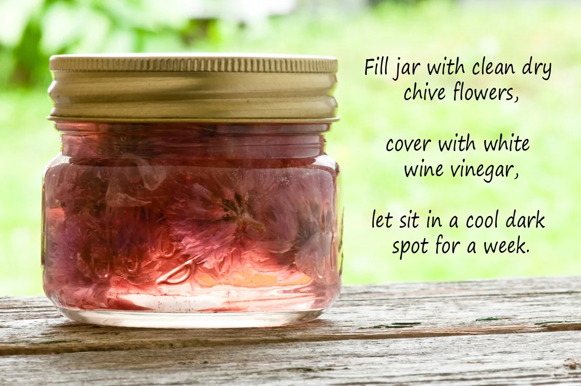 pickled chive flowers in mason jar recipe