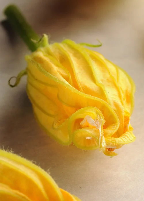 squash flower