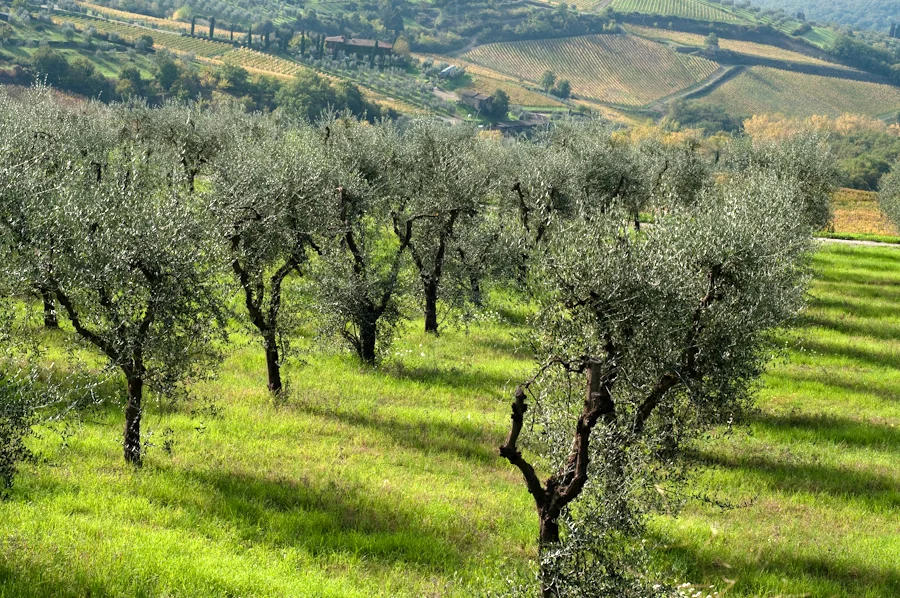 olive groves Tuscany.jpg