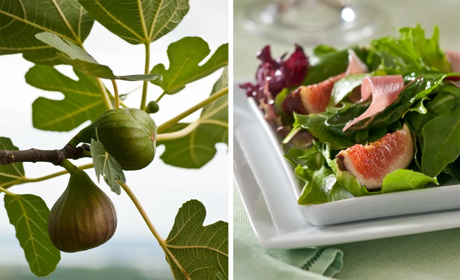 fig tree fig salad.jpg
