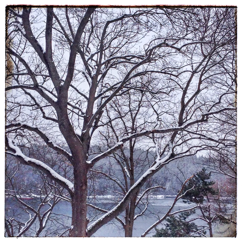 snowy trees.jpg